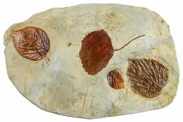 Plate with Four Fossil Leaves (Three Species) - Montana #262775